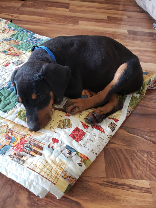 New Quilting Buddy!